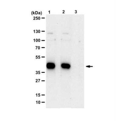 Western Blot: MKK7/MEK7 [p Thr277] Antibody [NBP2-29678]